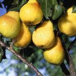 انواع نهال ها و درخت های گردو ، بادام و میوه درجه یک