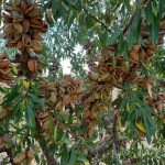انواع نهال ها و درخت های گردو ، بادام و میوه درجه یک