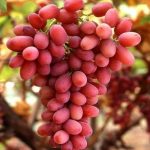 انواع نهال ها و درخت های گردو ، بادام و میوه درجه یک