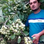 انواع نهال ها و درخت های گردو ، بادام و میوه درجه یک