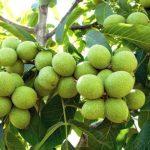 تولید و پخش انواع نهال های با کیفیت پالیزنهال