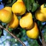 تولید انواع نهال های مثمر درجه یک پالیزنهال
