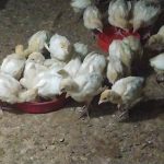 بوقلمون بیوتی گوشتی