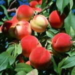تولید و پخش انواع نهال های با کیفیت پالیزنهال