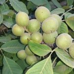 فروش انواع نهال های درجه یک پالیز نهال