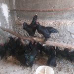 مرغ مرندی