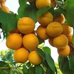 فروش انواع نهال های درجه یک پالیز نهال