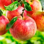 تولید و پخش انواع نهال های با کیفیت پالیزنهال