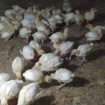 بوقلمون بیوتی گوشتی