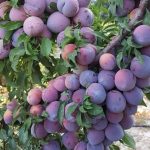 عرضه انواع نهال های باکیفیت پالیز نهال