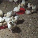 بوقلمون بیوتی گوشتی
