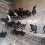 مرغ مرندی