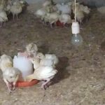 بوقلمون بیوتی گوشتی