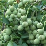 عرضه انواع نهال های باکیفیت پالیز نهال