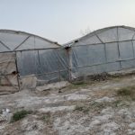 گلخانه فروشی