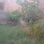باغ انگوری