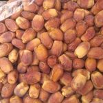 اتواع خرما با کیفیت عالی