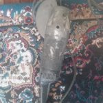 وسیله ها از ایران آودم اینجا نياز دارم بفروش میرسد