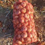 فروش پیاز