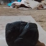 یک عدد شهاب سنگ سنگی برش خورده