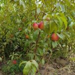 نهال پسته پیوندی دیمی