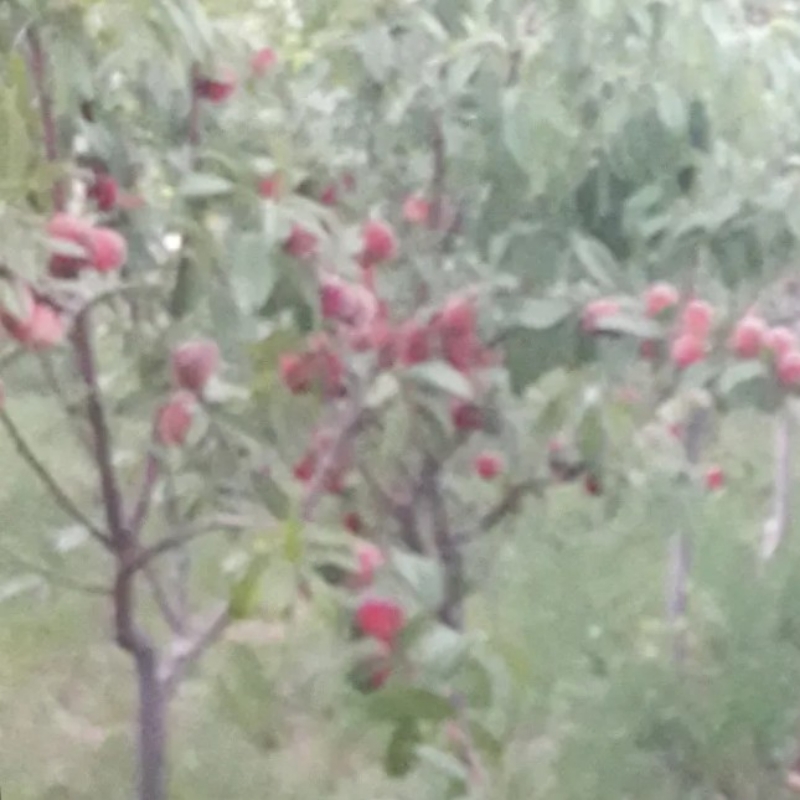 کاشت همه نوع نهال مثمر وغیره مثمر وغیره 0782900753