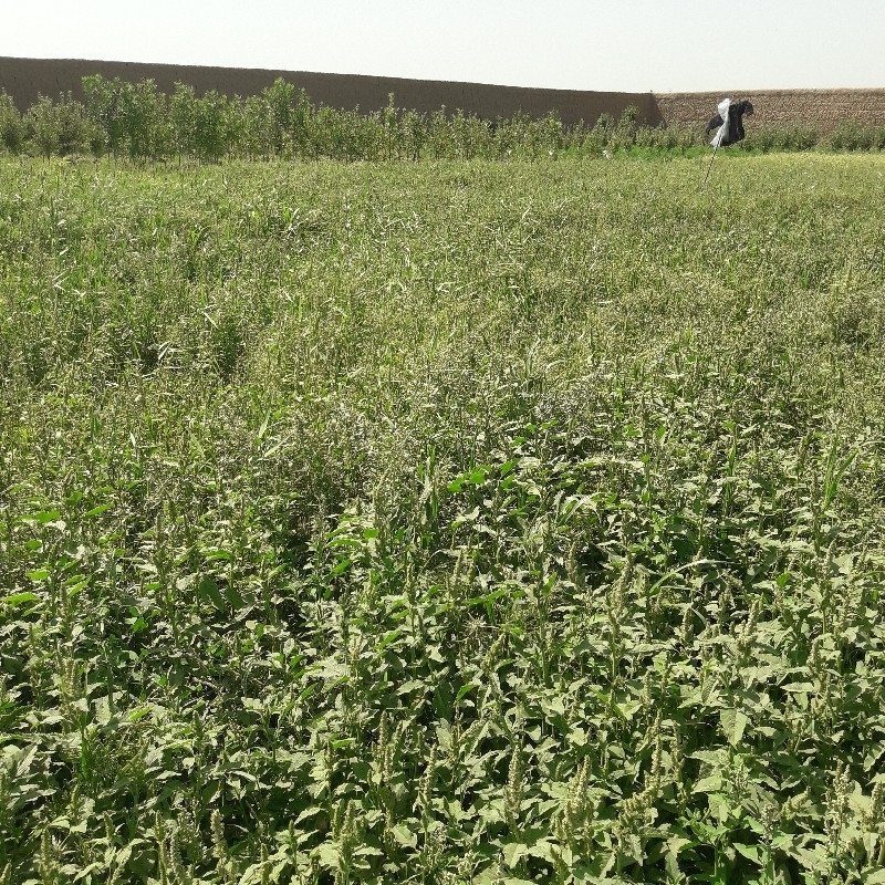 زمین برای گل خانه یک جریب باغچه برای شراکت گل خانه 0782900753