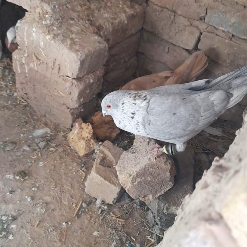 کفتر عتیقه