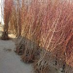 نهال پسته پیوندی دیمی