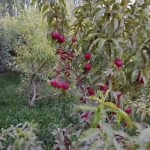 نهال پسته پیوندی دیمی