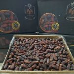 انواع خرما قصب زاهدی رطب پیارم مجول خاصویی کبکاب