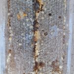 عسل طبیعی مصفّا