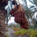 مواد غذایی
