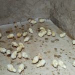250دانه جوجه های گوشتی ۵روزه فروشی