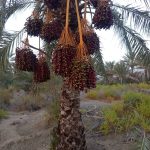 مواد غذایی