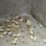 250دانه جوجه های گوشتی ۵روزه فروشی